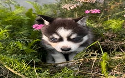 Alaskan Klee Kai dogs for sale: Blue Yukan - Image 3