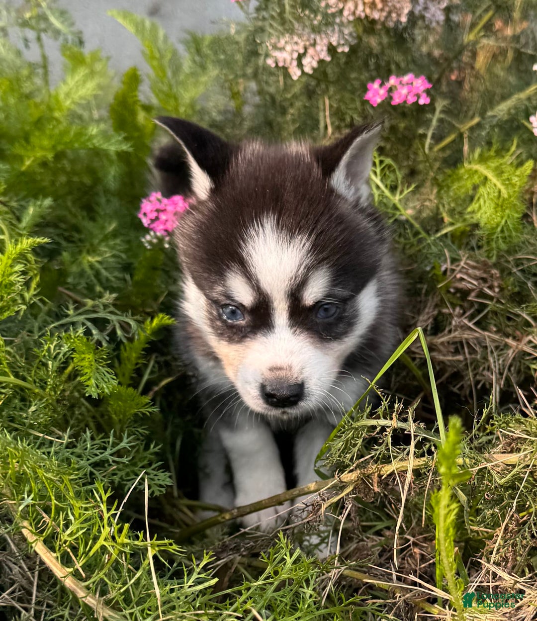 Alaskan Klee Kai dogs for sale: Blue Yukan - Image 3