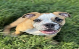 English Bulldog dogs for sale: Mr. Mans Jr. - Image 3