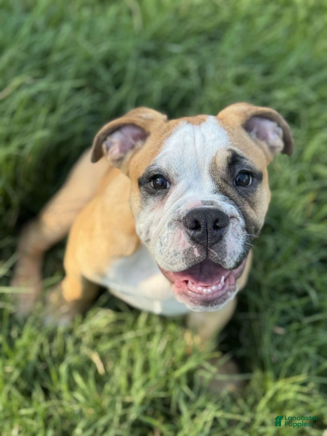 English Bulldog dogs for sale: Mr. Mans Jr. - Image 3