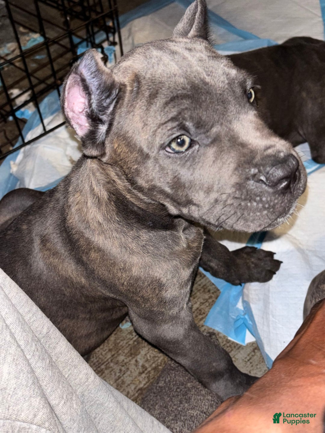 Cane Corso dogs for sale: Deacon - Image 3