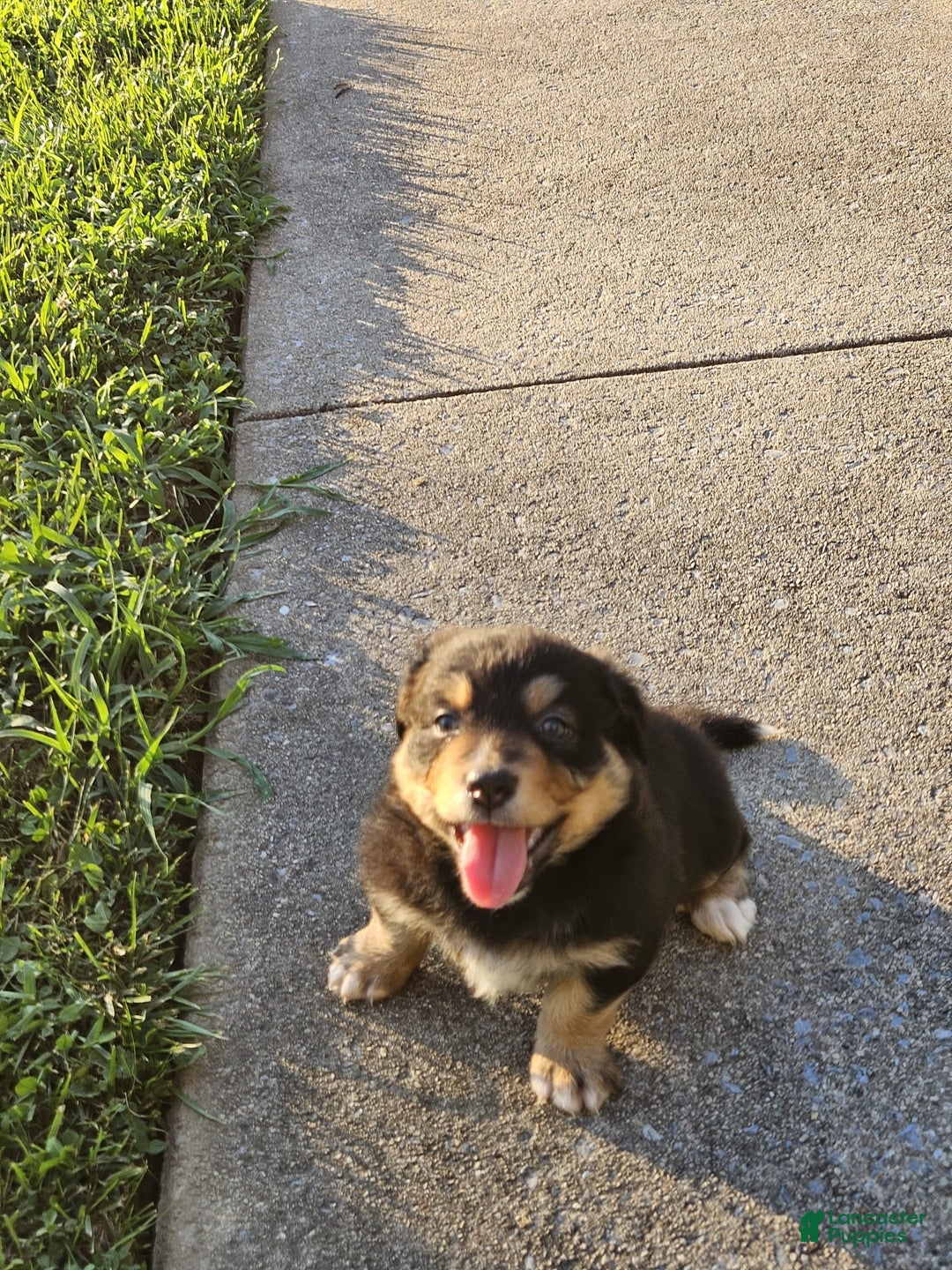Australian Shepherd dogs for sale: Miss Rotti - Image 5