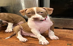 American Staffordshire Terrier dogs for sale: Lady - Image 2