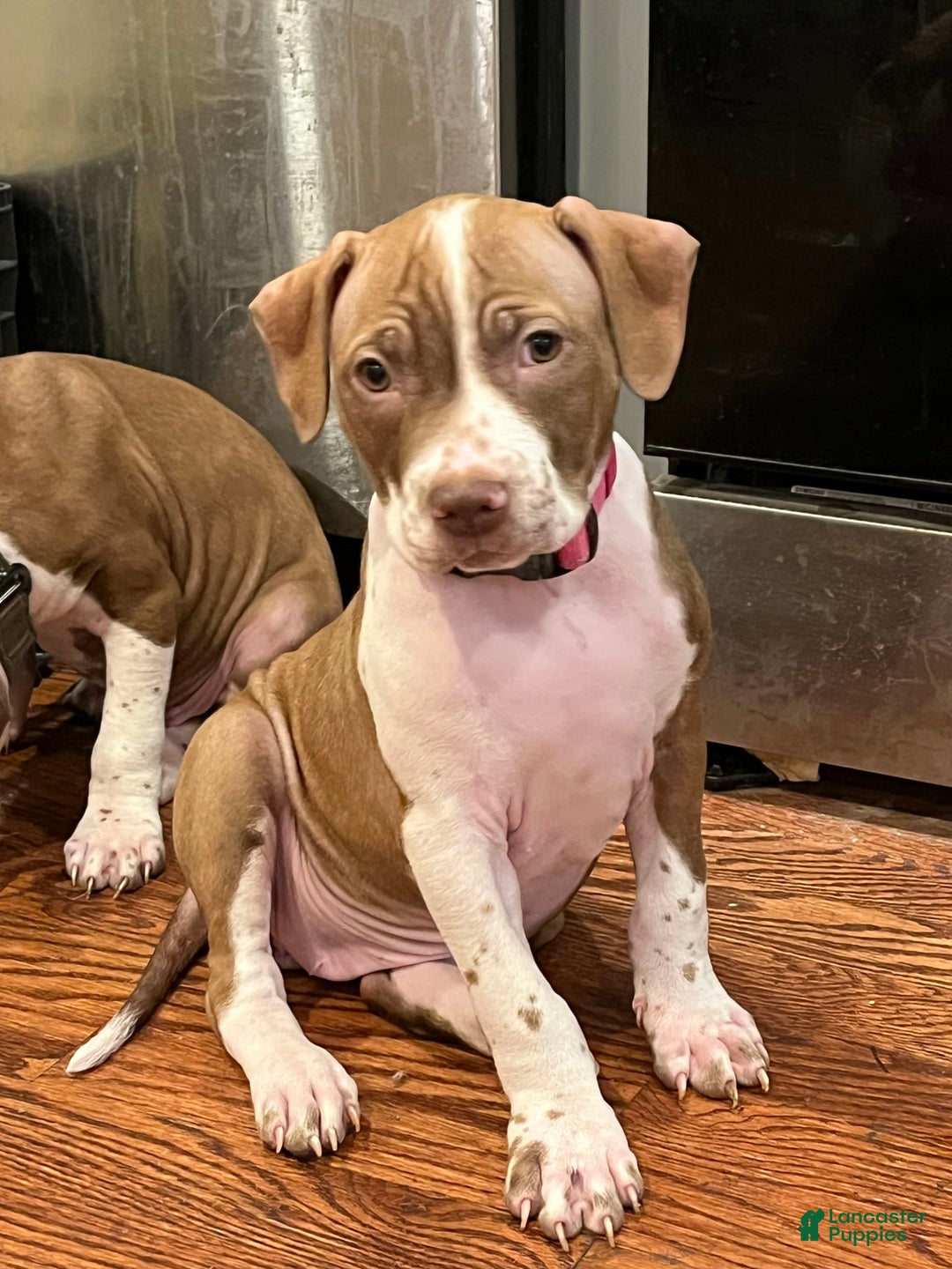 American Staffordshire Terrier dogs for sale: Lady - Image 2