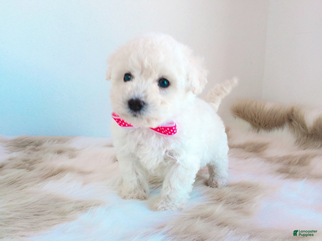 Maltipoo dogs for sale: Sunshine - Image 10