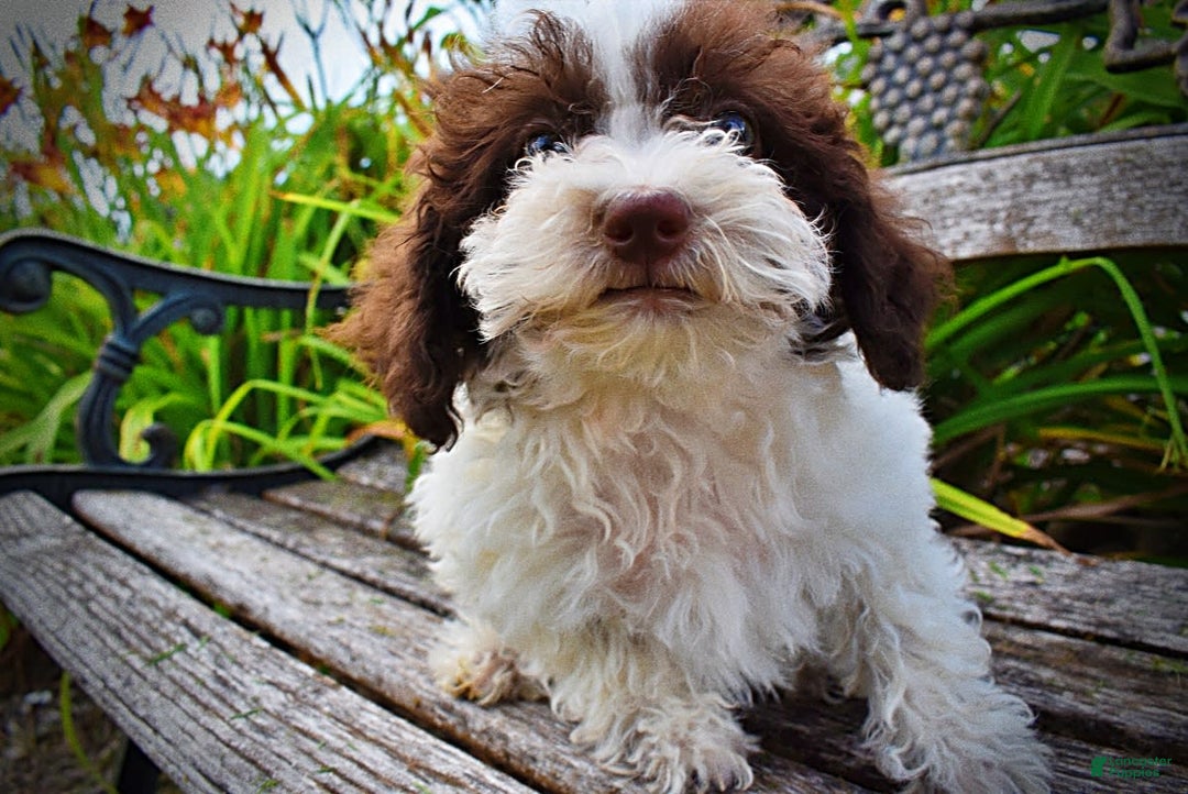 Havapoo dogs for sale: Bella - Image 3