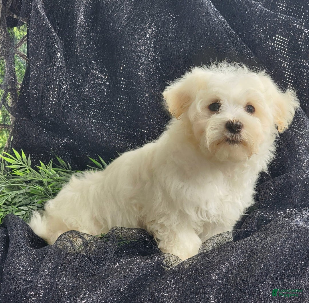 Maltese dogs for sale: Cloud - Image 1