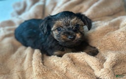 Yorkshire Terrier dogs for sale: Koda - Image 3
