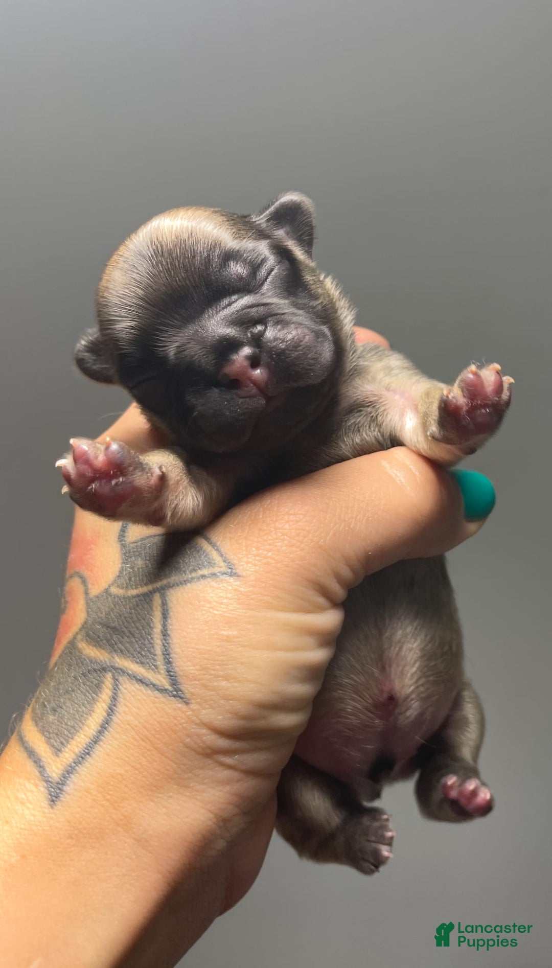 French Bulldog dogs for sale: Anna - Image 1