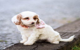 Goldendoodle dogs for sale: Odette - Image 2