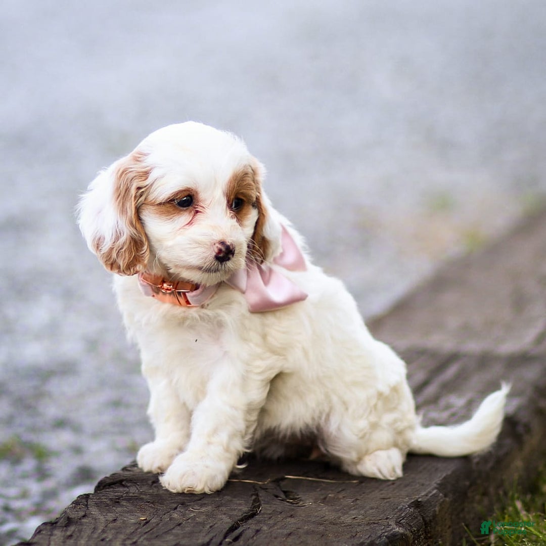 Goldendoodle dogs for sale: Odette - Image 2