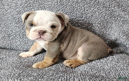 English Bulldog dogs for sale: Carson - Image 8