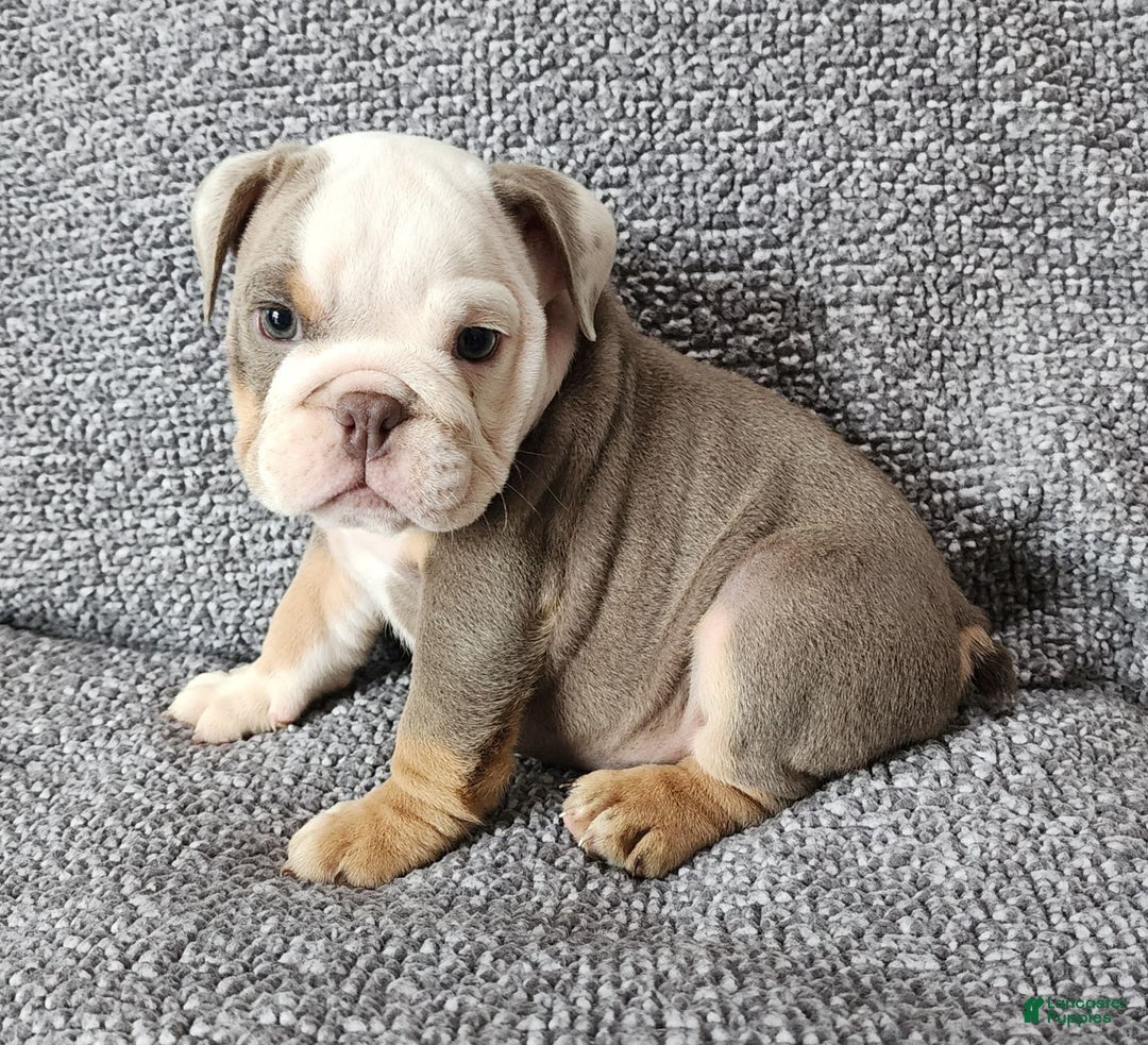 English Bulldog dogs for sale: Carson - Image 8