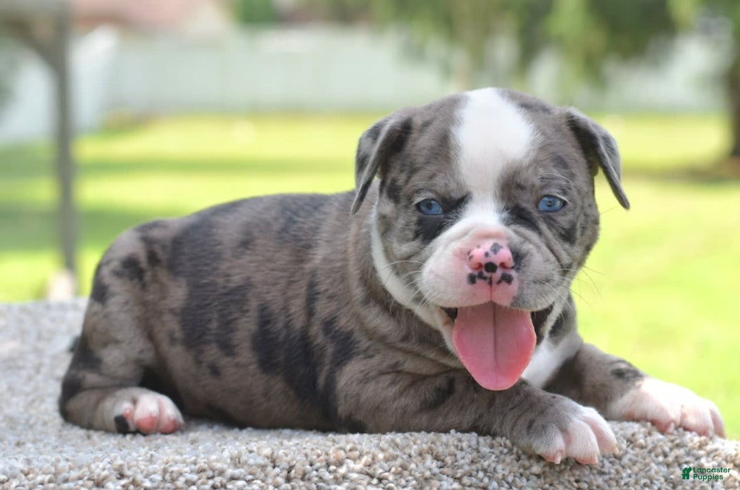 Olde English Bulldogge dogs for sale: Enzo blue eyes mini bulldogge - Image 9