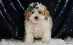 Maltipoo dogs for sale: Aladdin - Image 4