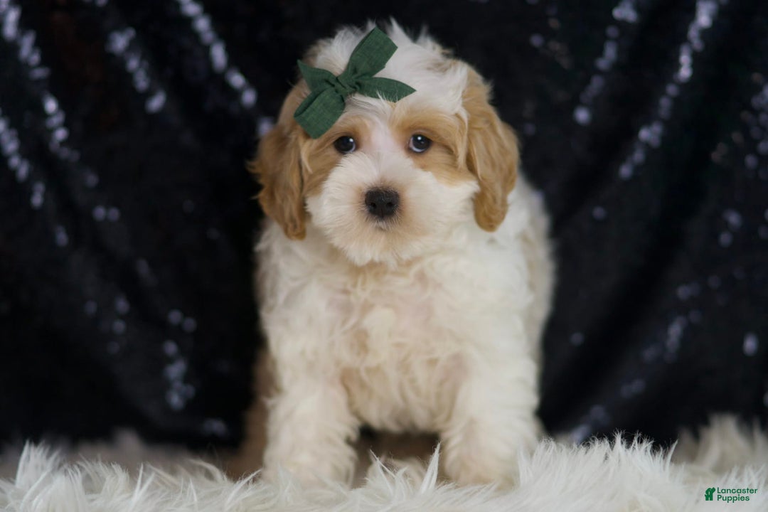 Maltipoo dogs for sale: Aladdin - Image 4
