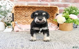 Miniature Schnauzer dogs for sale: Amity - Image 1
