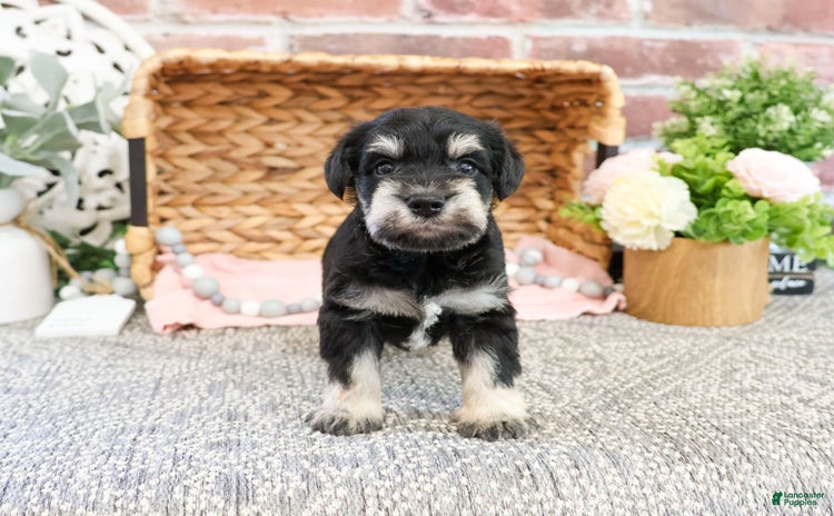 Miniature Schnauzer dogs for sale - Ad 1