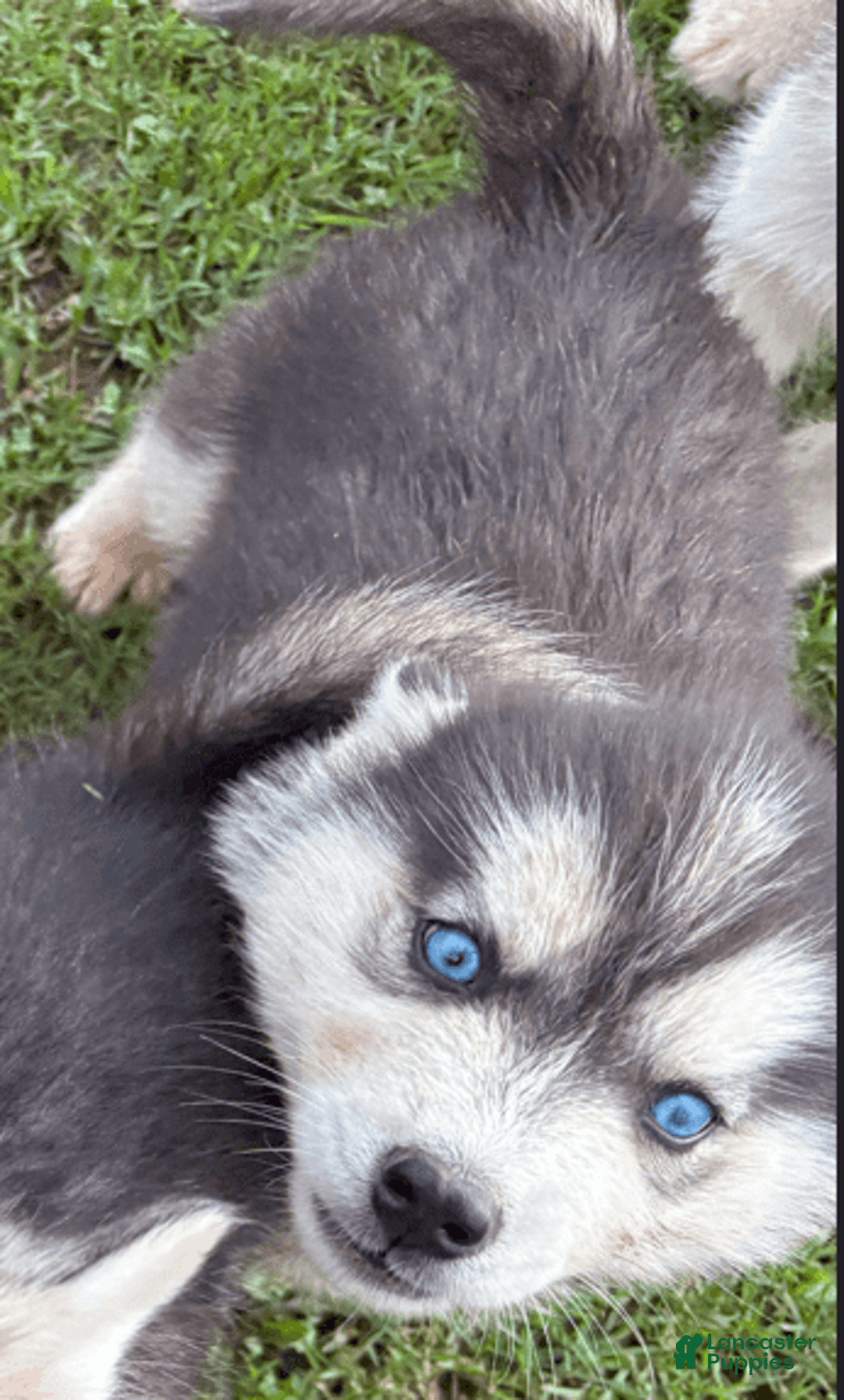 Siberian Husky dogs for sale: Tortuga - Image 8
