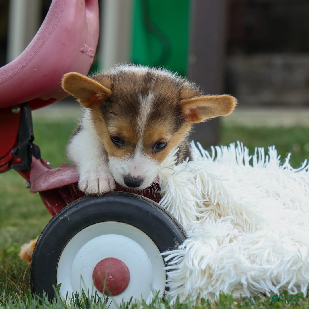Welsh Corgi Pembroke dogs for sale: Lyla - Image 3