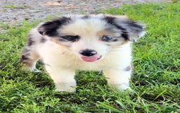 Australian Shepherd dogs for sale: Blue - Image 2