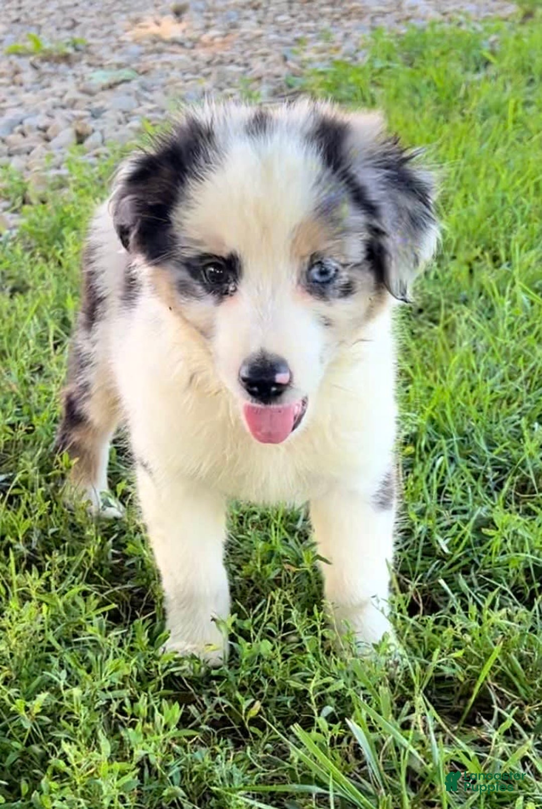 Australian Shepherd dogs for sale: Blue - Image 2