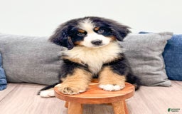 Bernese Mountain Dog dogs for sale: Ace - Image 3