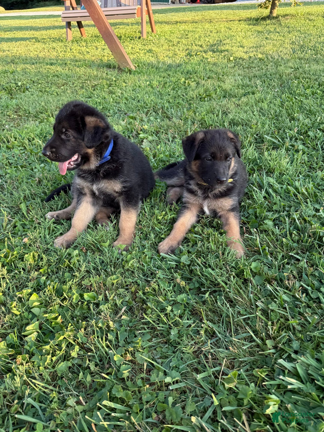 German Shepherd dogs for sale: German Shepherd 6 puppies - Image 13