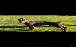 Doberman Pinscher dogs for sale: RED - Image 4