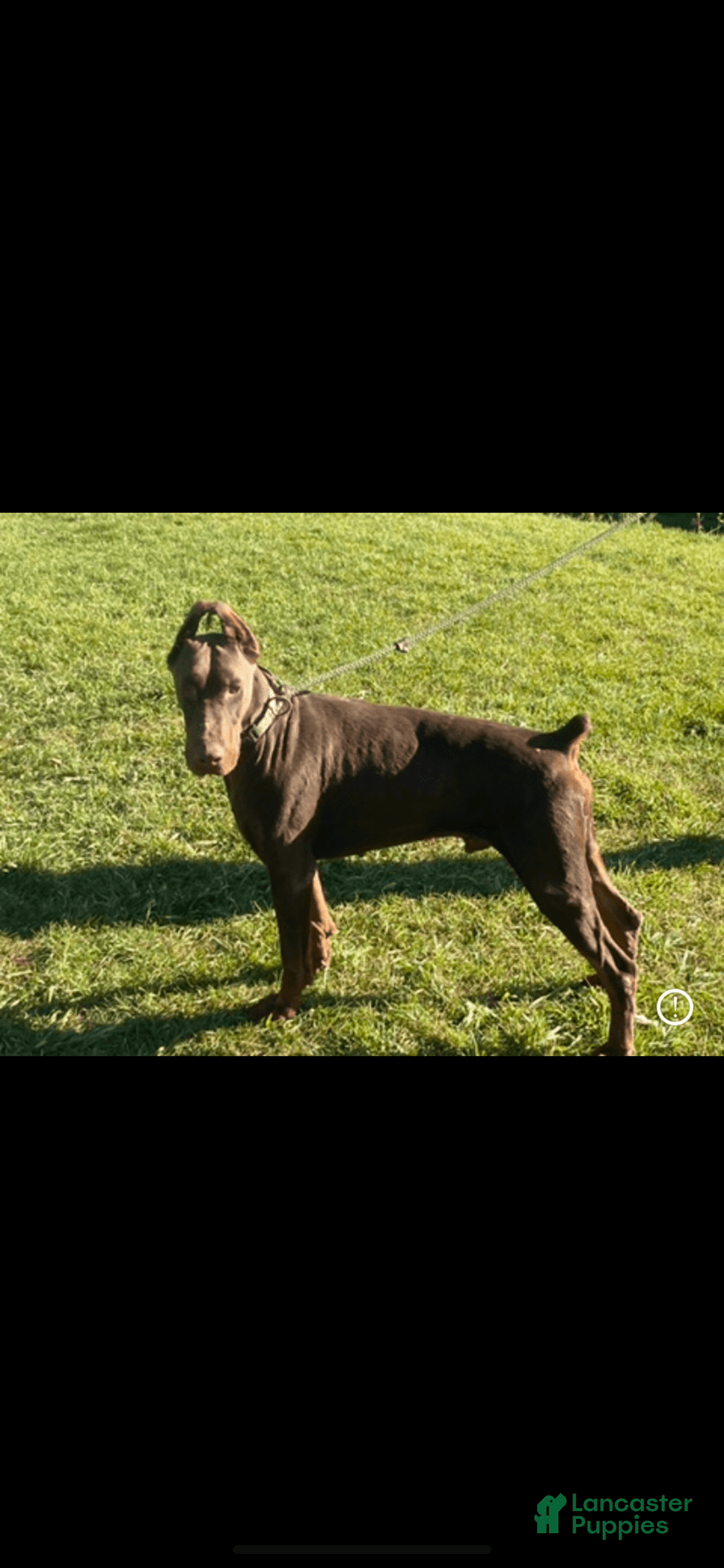 Doberman Pinscher dogs for sale: RED - Image 4