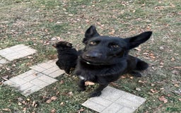 German Shepherd dogs for sale: Sugar - Image 2
