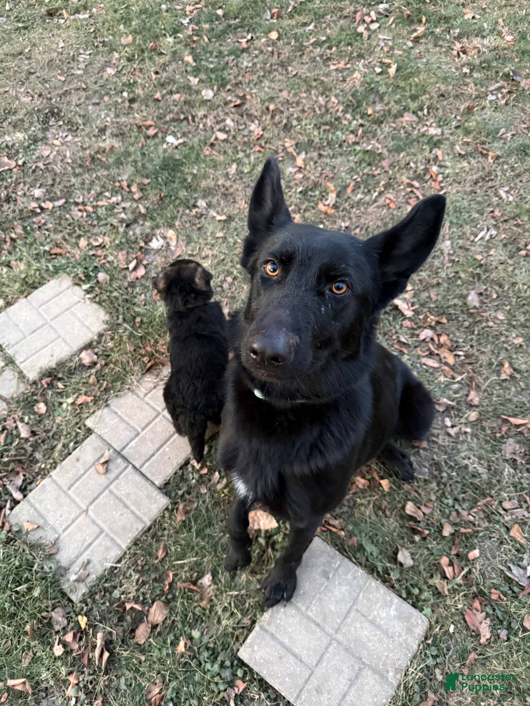 German Shepherd dogs for sale: Sugar - Image 2