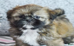 Shih Tzu dogs for sale: Melissa - Image 3