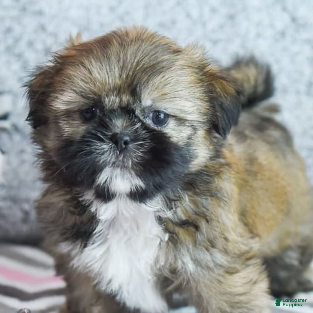 Shih Tzu dogs for sale: Melissa - Image 3