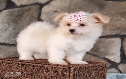 Havanese dogs for sale: Daisy - Image 3