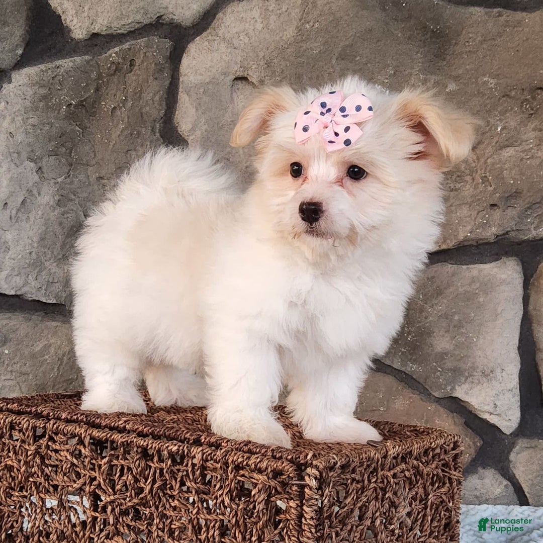 Havanese dogs for sale: Daisy - Image 3