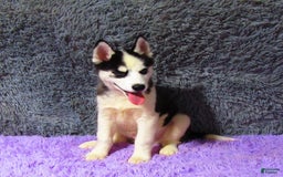 Siberian Husky dogs for sale: Billy - Image 1