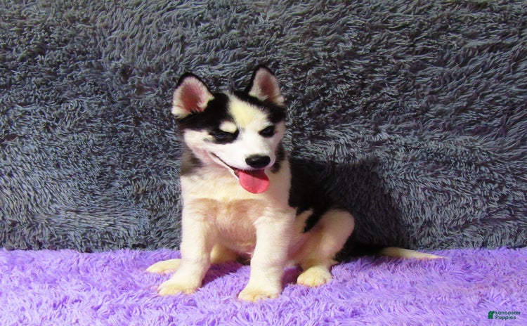 Siberian Husky dogs for sale - Ad 5