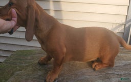 Dachshund dogs for sale: Jolly - Image 9