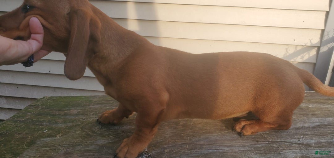 Dachshund dogs for sale: Jolly - Image 9
