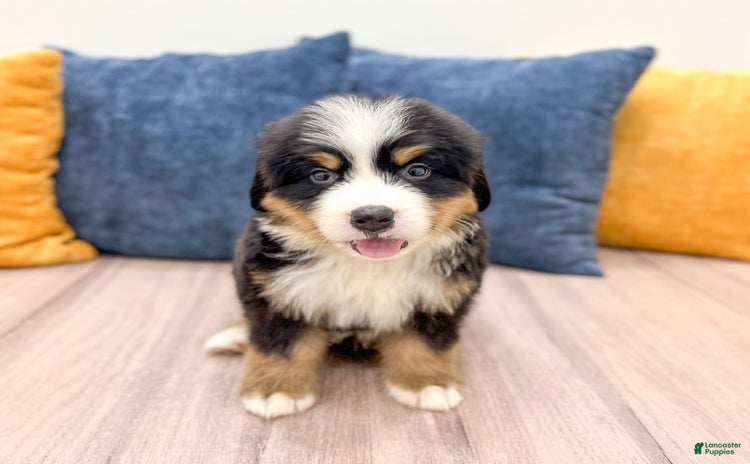 Bernese Mountain Dog dogs for sale - Ad 5