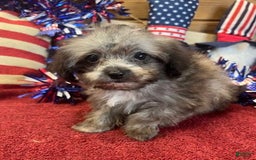 Maltipoo dogs for sale: Frosty - Image 3