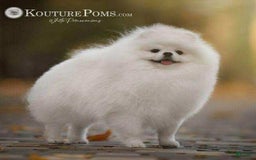 Pomeranian dogs for sale: Lola - Image 8