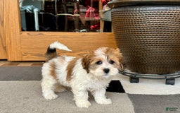 Havanese dogs for sale: Sandra - Image 3