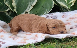 Mini Goldendoodle dogs for sale: Violet - Image 2