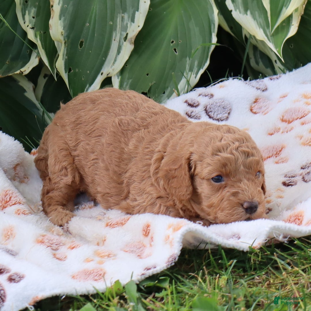 Mini Goldendoodle dogs for sale: Violet - Image 2