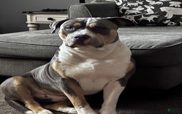 American Bully dogs for stud: Bronx - Image 6