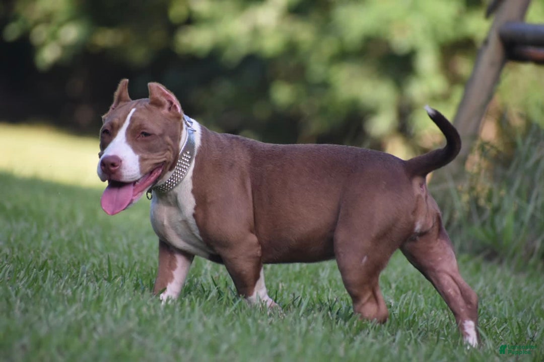 American Bully dogs for sale: Coco - Image 1