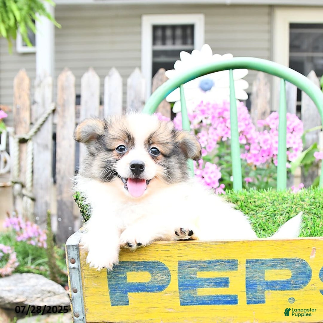 Pomeranian dogs for sale: Felix - Image 8