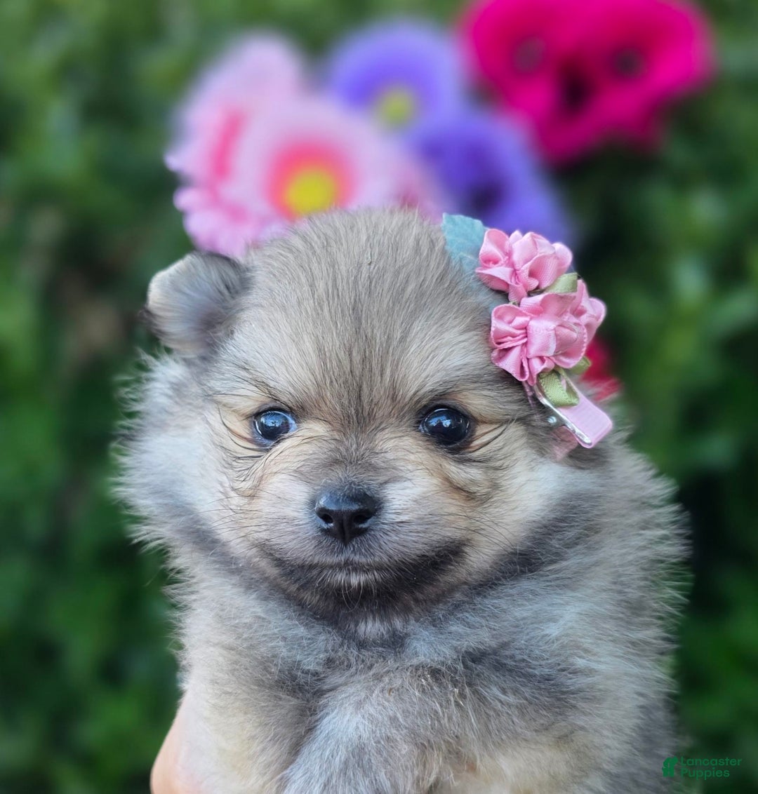 Pomeranian dogs for sale: Arya - Image 4